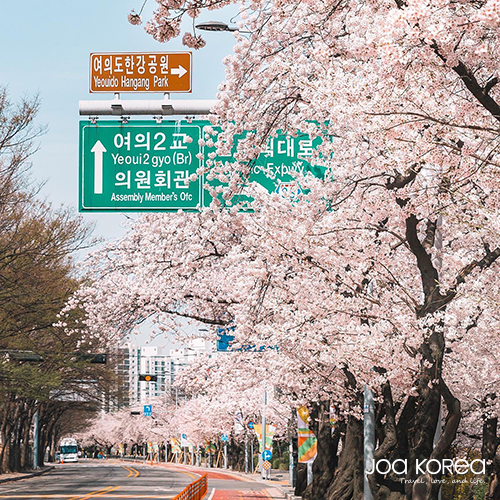 【韓國包車一日遊】汝矣島櫻花節/漢江遊船