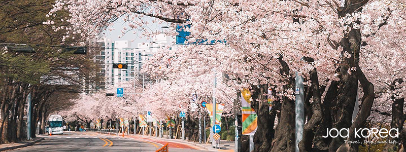 【韓國包車一日遊】汝矣島櫻花節/漢江遊船