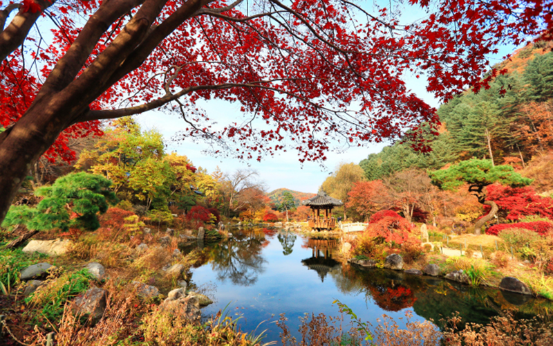 晨靜樹木園-2 晨靜樹木園-2
