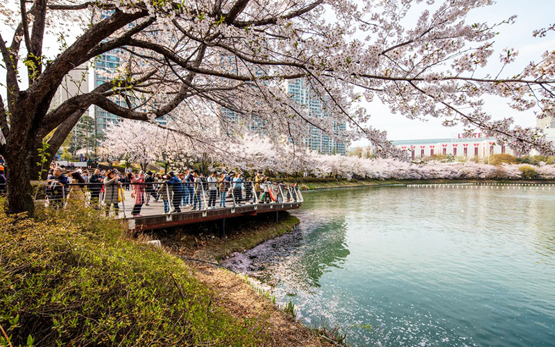 石村湖水賞櫻花-4 石村湖水賞櫻花-4