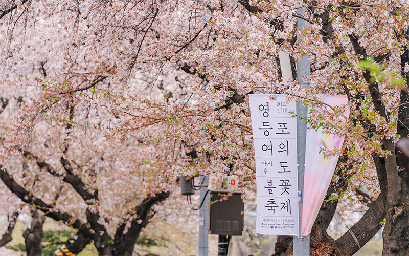 汝矣島櫻花節-2 汝矣島櫻花節-2