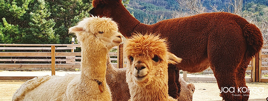 【韓國迷你小團】首爾親子旅遊5日