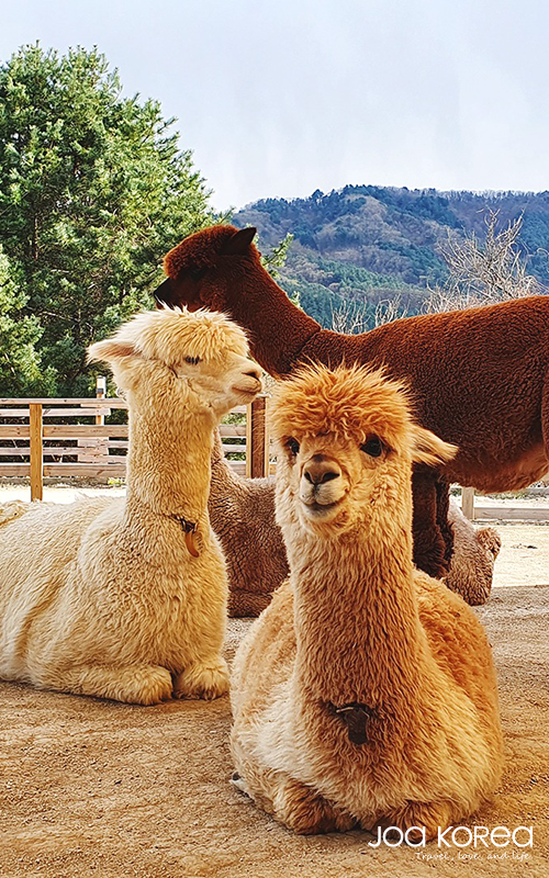 【韓國迷你小團】首爾親子旅遊5日