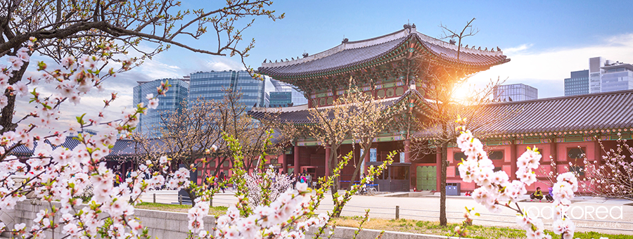 【韓國迷你小團】首爾漫步櫻花季5日