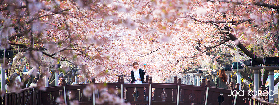 【韓國迷你小團】釜山享美食。鎮海賞櫻花5日