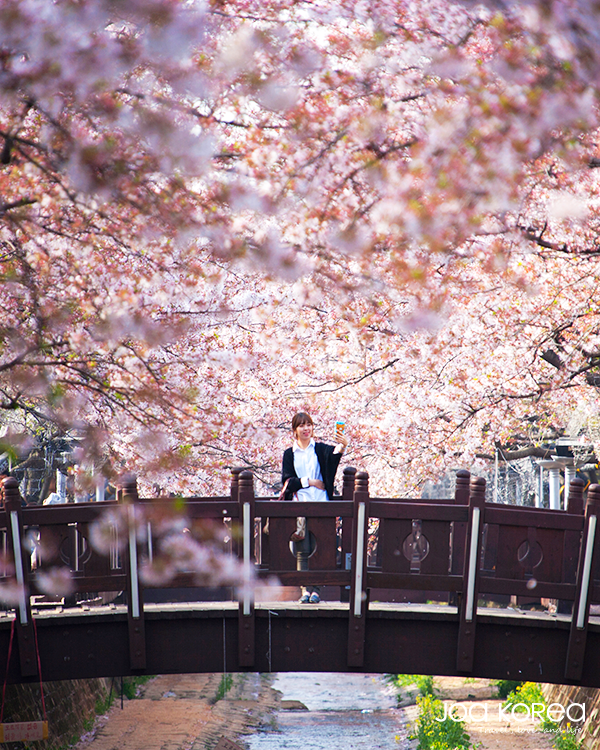【韓國迷你小團】釜山享美食。鎮海賞櫻花5日